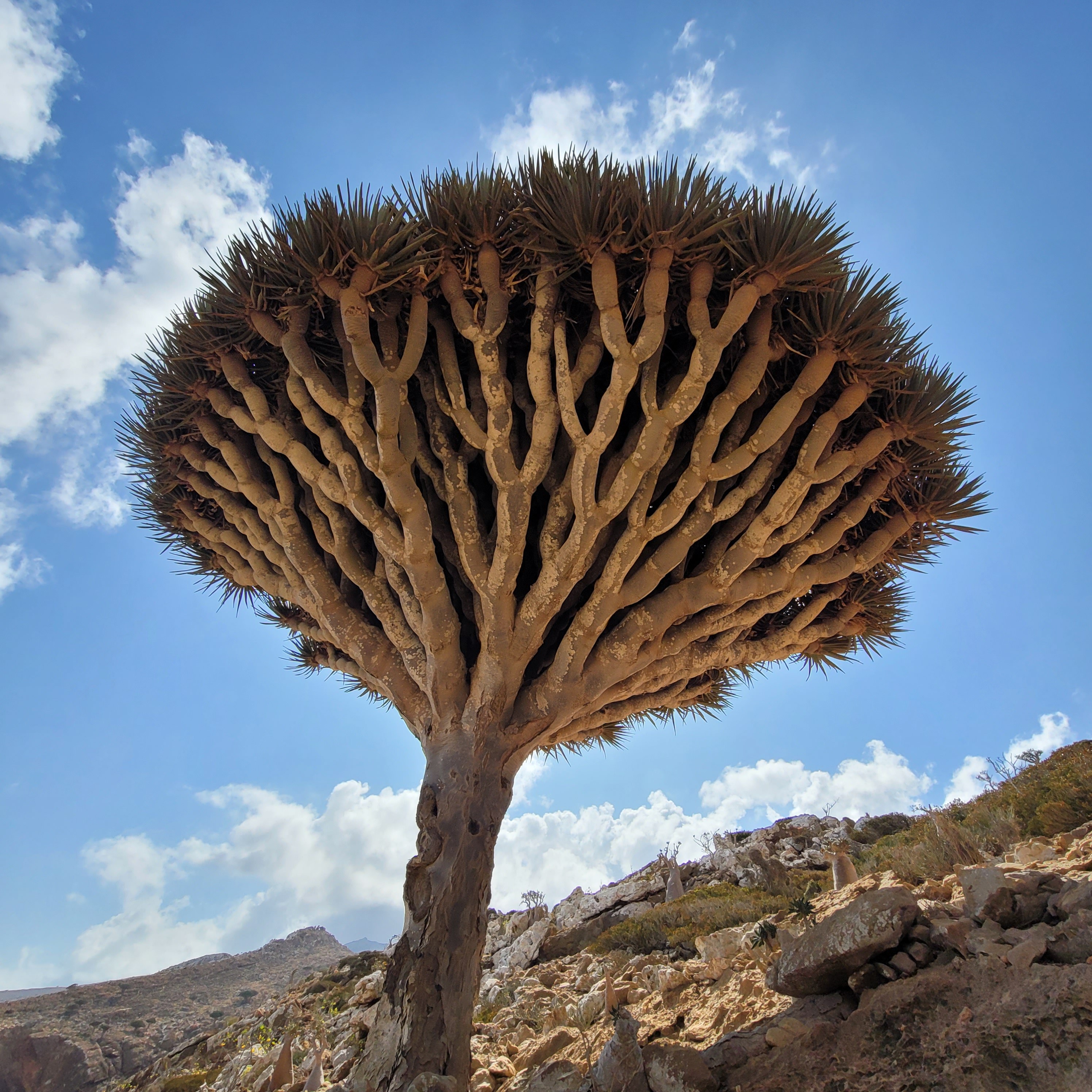 Dragon blood tree in Socotra