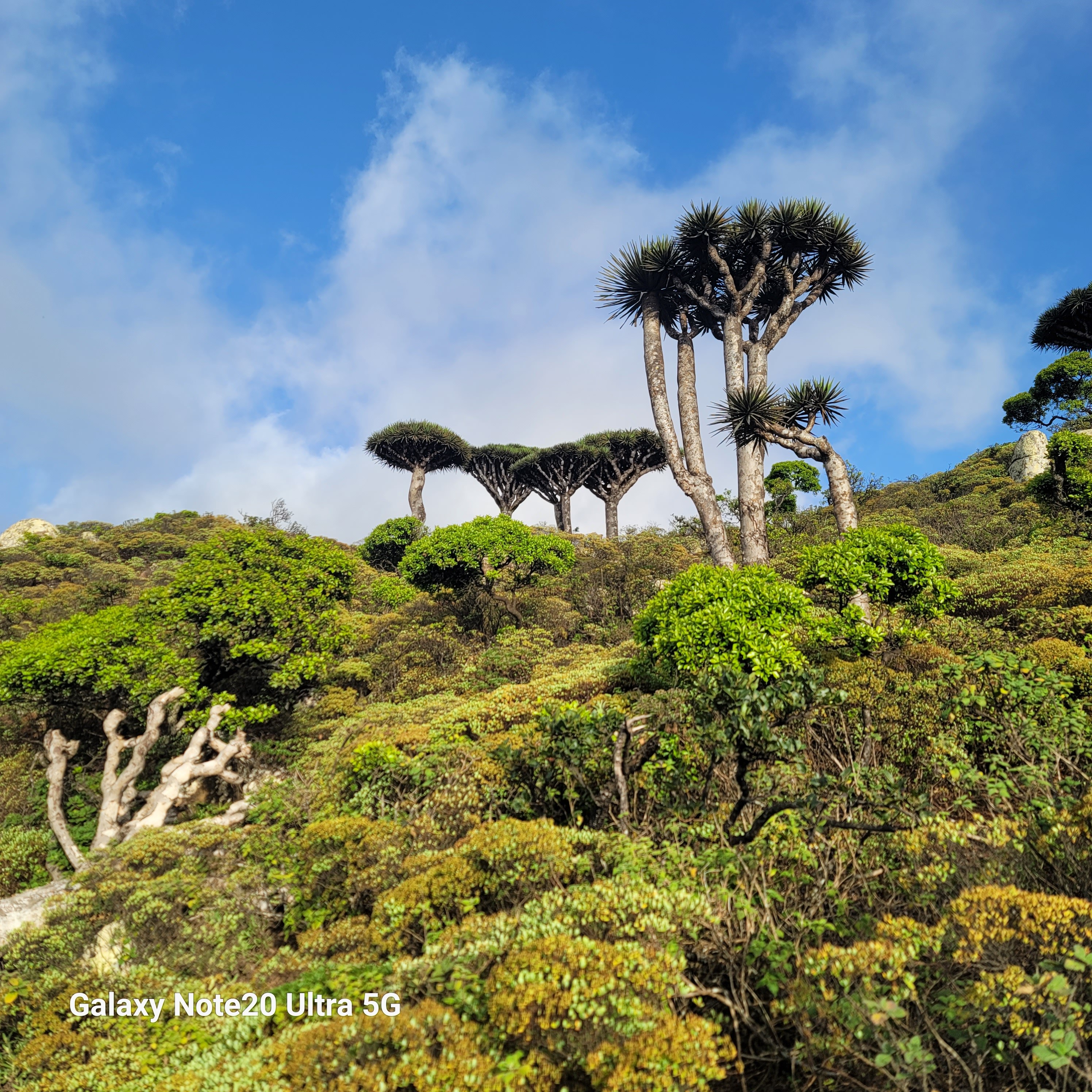 Socotra Island