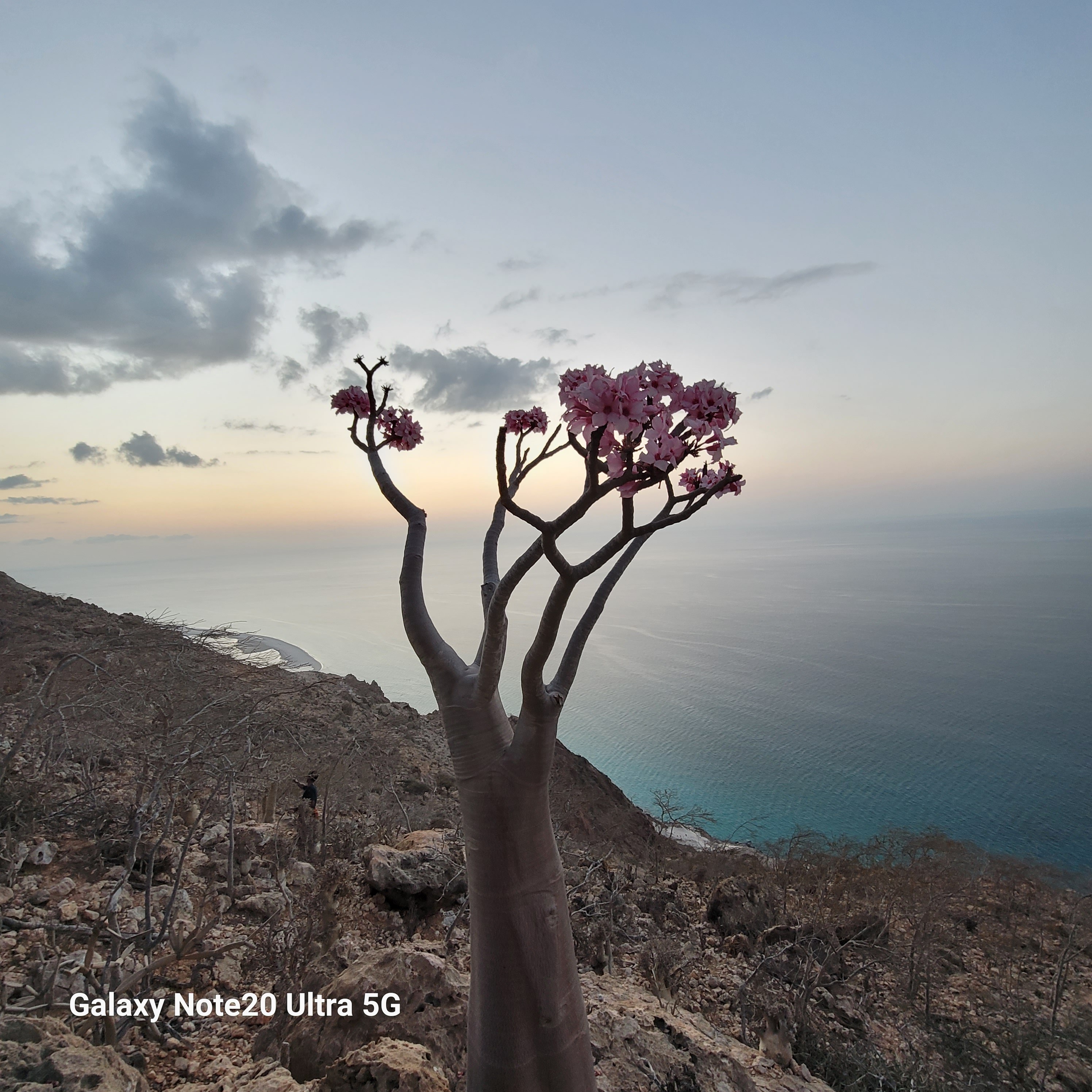 Socotra visitor moment